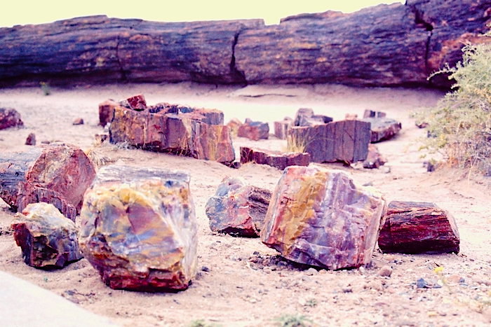 petrified wood